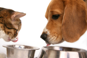 cat-dog-eating