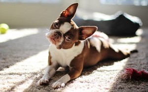 boston terrier