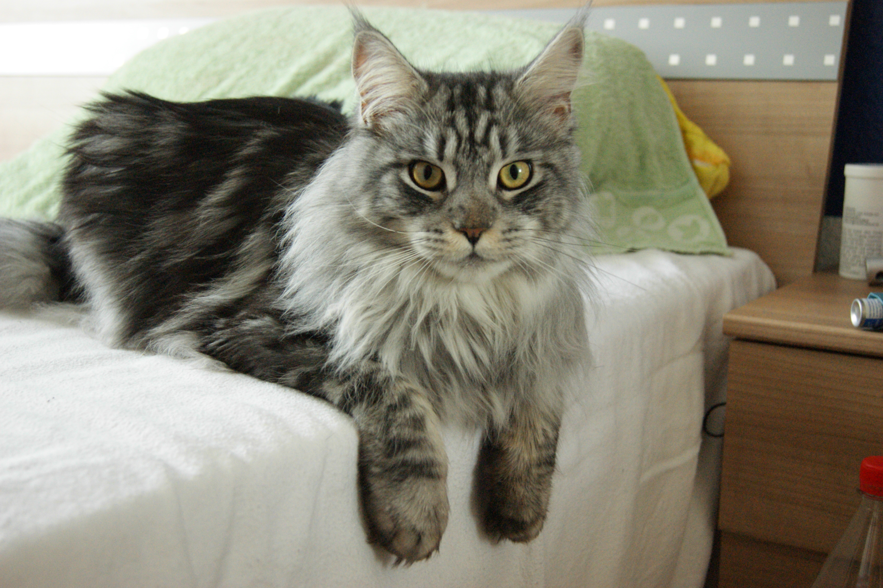 Maine Coon Pet Heaven