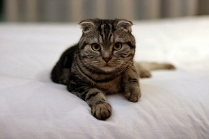 Scottish_Fold_Cat
