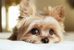 puppies