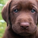 cutest-puppies-2