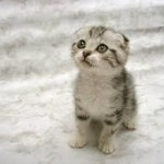 images-3
