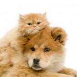 cats-with-dogs-2