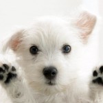 cute-cats-and-dogs-wallpaperwallpapers-sweet-cat-apple-cute-dog-look-hd-backgrounds-ihstwnsc
