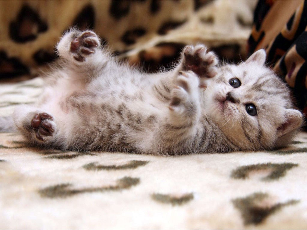 cute-small-cat-wallpaper