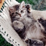 pets (9)