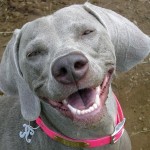 10_dogs_smiling_1
