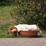 Basset-Hound-sleeping-in-flower-pots.-Part-dog-part-gravy.