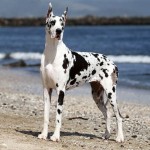 Great_Dane1 Great_Dane1