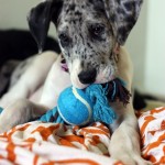 Great_Dane2 Great_Dane2