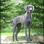 Great_Dane4 Great_Dane4