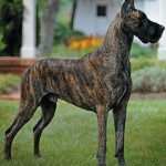 Great_Dane6 Great_Dane6