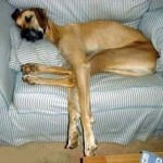 Top-14-Dogs-Who-Fall-a-Sleep-in-Weird-Positions-5