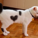 Unexpected-Heart-Photographs-14 Unexpected-Heart-Photographs-14