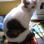 cat_17_heart_shaped_fur_op_450x600 cat_17_heart_shaped_fur_op_450x600