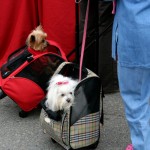 dogs-in-carriers dogs-in-carriers