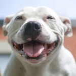 smiling-dog-2