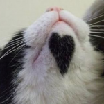 the-world_s-top-10-best-images-of-cats-with-fur-hearts-10 the-world_s-top-10-best-images-of-cats-with-fur-hearts-10