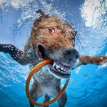 DAGMAR_ChesapeakeB_2377728k DAGMAR_ChesapeakeB_2377728k