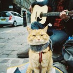 Homeless-red-cat-bob-04 Homeless-red-cat-bob-04