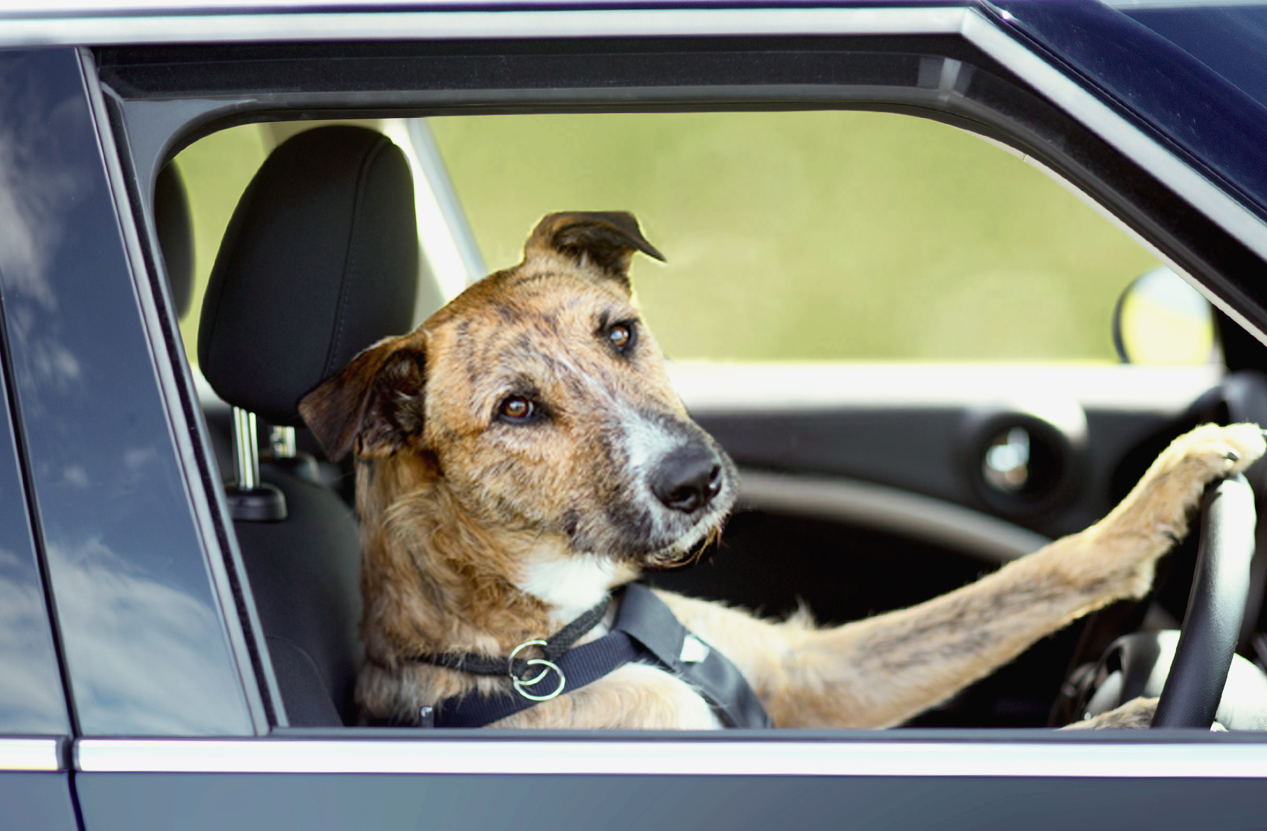 Driving with pets Driving with pets