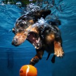 RHODA_Dachshund_7y_2377719k RHODA_Dachshund_7y_2377719k
