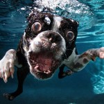 ROCCO_BostonTerrie_2377718k ROCCO_BostonTerrie_2377718k
