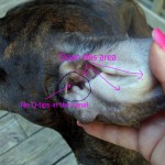 ear cleaning ear cleaning