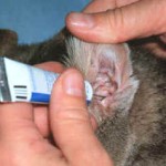 ear2 ear2