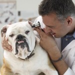 Veterinarian Examining Bulldog Veterinarian Examining Bulldog