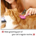 grooming-your-cat grooming-your-cat