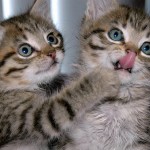 kitten
