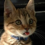 kitten_tongue