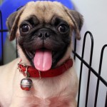 pug-puppy