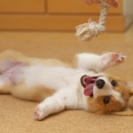 puppy-tongue