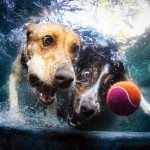 underwater-dogs-2013-calendar underwater-dogs-2013-calendar