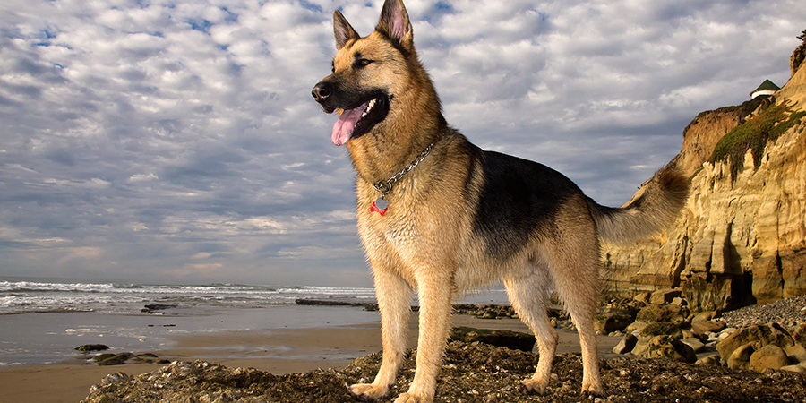 German-Shepherd2