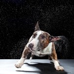 Carli Davidson Pet Photography Carli Davidson Pet Photography