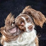 Shake_dog_2 Shake_dog_2