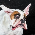 Shake_dog_3 Shake_dog_3