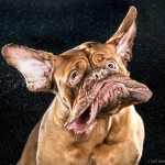 Carli Davidson Pet Photography Carli Davidson Pet Photography