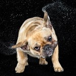 Shake_dog_6 Shake_dog_6