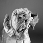 Shake_dog_7 Shake_dog_7