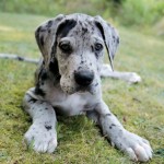 Great_Dane5 Great_Dane5
