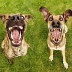 dog-10 dog-10