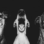 dog-2 dog-2