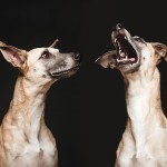 dog-3 dog-3