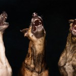 dog-6 dog-6