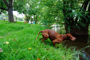 american_pitbull_0 american_pitbull_0
